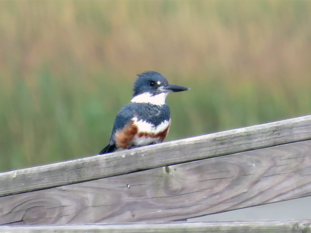 Belted Kingfisher by Ventures Birding